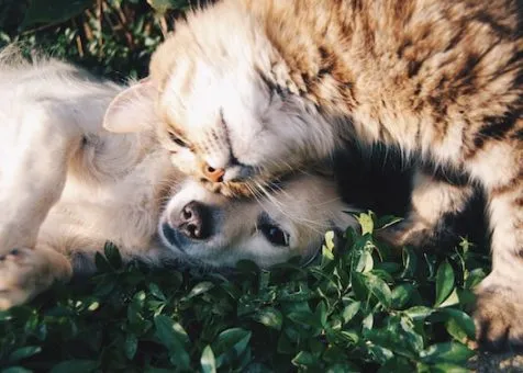 Pets and Animal Services